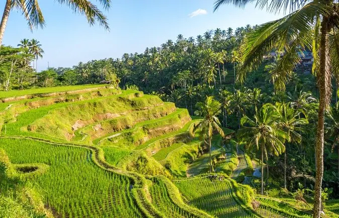 Tegallalang rice fields